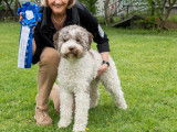 Lagotto Club Suisse (LCS)