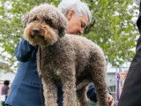 Lagotto Club Suisse (LCS)