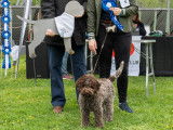 Lagotto Club Suisse (LCS)