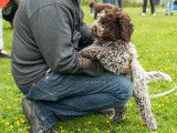 Lagotto Club Suisse (LCS)