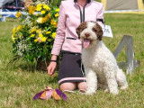 Lagotto Club Suisse (LCS)