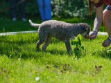 Lagotto Club Suisse (LCS)