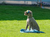 Lagotto Club Suisse (LCS)