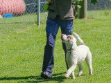 Lagotto Club Suisse (LCS)