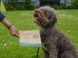 Lagotto Club Suisse (LCS)