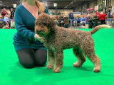Lagotto Club Suisse (LCS)