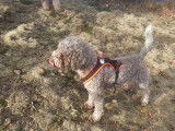 Lagotto Club Suisse (LCS)