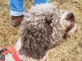Lagotto Club Suisse (LCS)