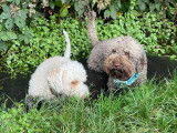 Lagotto Club Suisse (LCS)