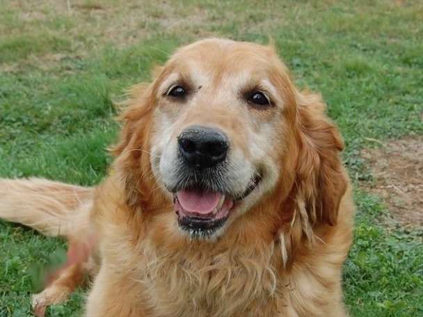 Le Golden Retriever, une race de chien joviale aux multiples talents