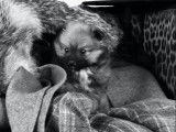 Les Petits Choux