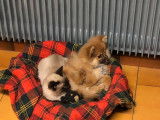 Les Petits Choux