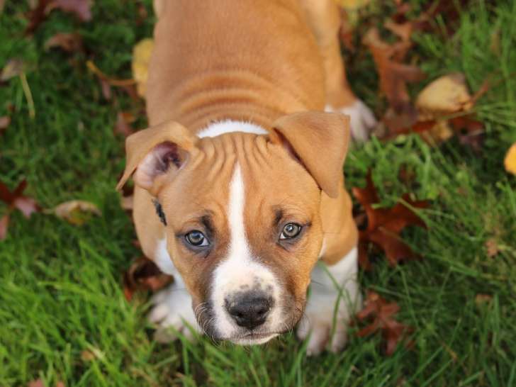 Dream Of White Angels