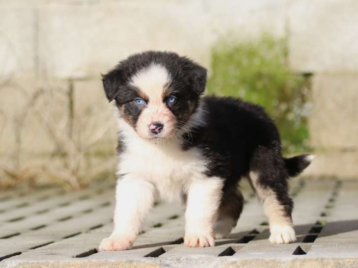 Dream Of White Angels