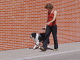 Apprentissage de la marche en laisse