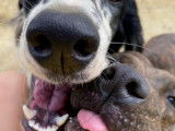 Comme Chiens et Chats 971