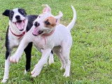 Comme Chiens et Chats 971