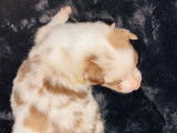 Loupia