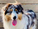 Loupia