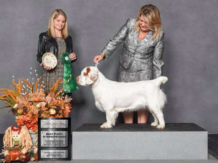 Clumber Spaniel Club of Canada