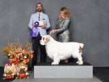 Clumber Spaniel Club of Canada