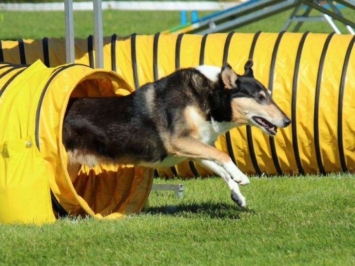 Collie Club of Canada