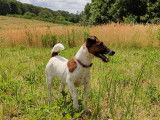 Fox Terriers Of Flanders Hills