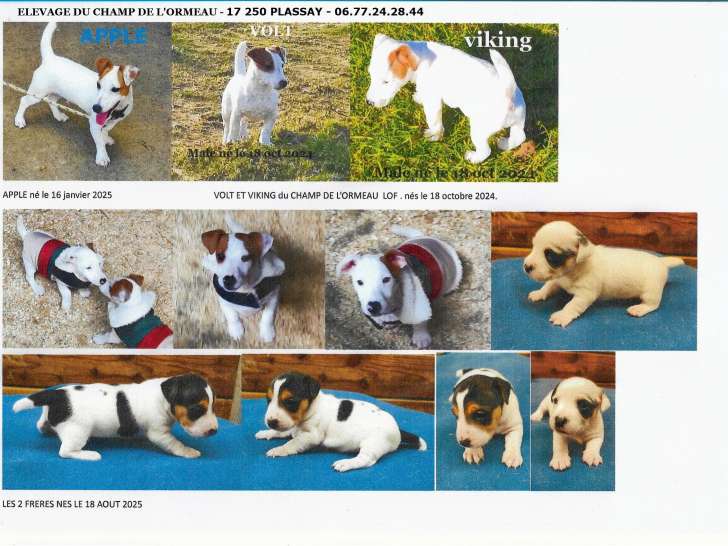 Du Champ De L'Ormeau