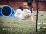 Canadian Coton de Tulear Club