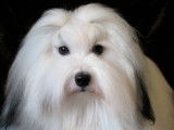 Canadian Coton de Tulear Club