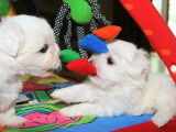 Canadian Coton de Tulear Club