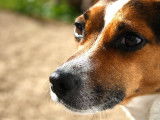 VendéeDog