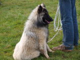 Eurocanin