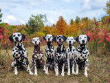 Dalmatian Club of Canada