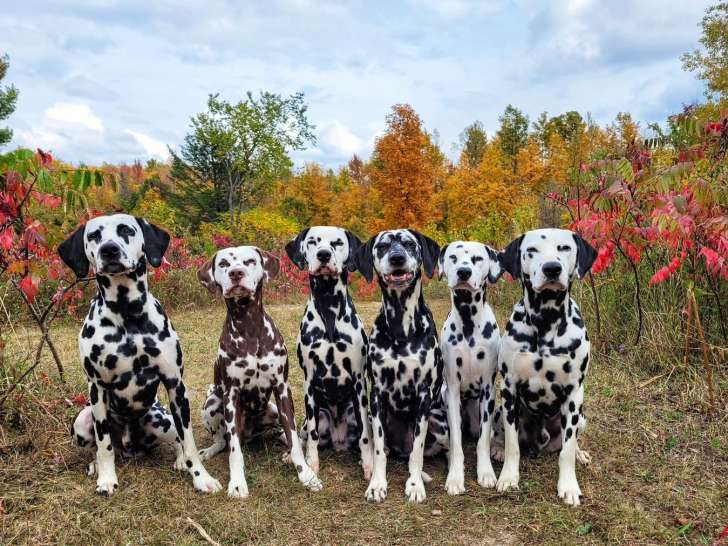 Dalmatian Club of Canada
