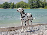 Dalmatian Club of Canada