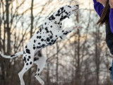 Dalmatian Club of Canada
