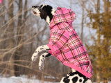 Dalmatian Club of Canada