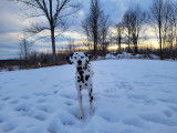 Dalmatian Club of Canada