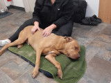 Centre Hydromassage Canin