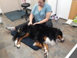 Centre Hydromassage Canin