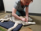 Centre Hydromassage Canin
