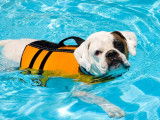Centre Hydromassage Canin