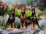 Doberman Pinscher Club of Canada
