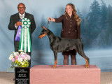 Doberman Pinscher Club of Canada