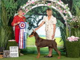 Doberman Pinscher Club of Canada