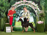 Doberman Pinscher Club of Canada