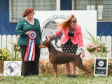 Doberman Pinscher Club of Canada