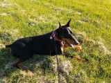 Doberman Pinscher Club of Canada