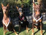 Doberman Pinscher Club of Canada